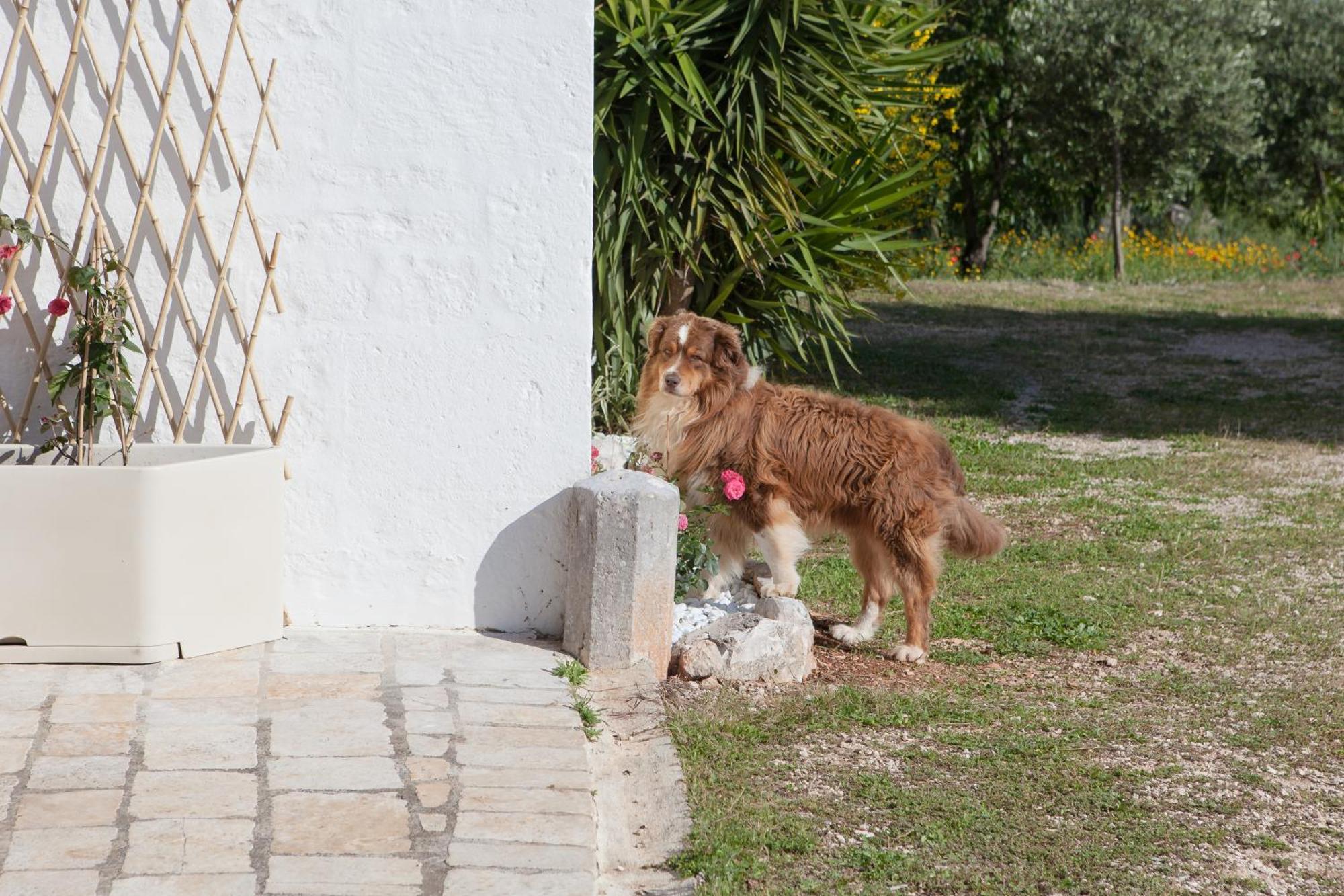 Masseria I Raffi B&B Monopoli Exterior photo